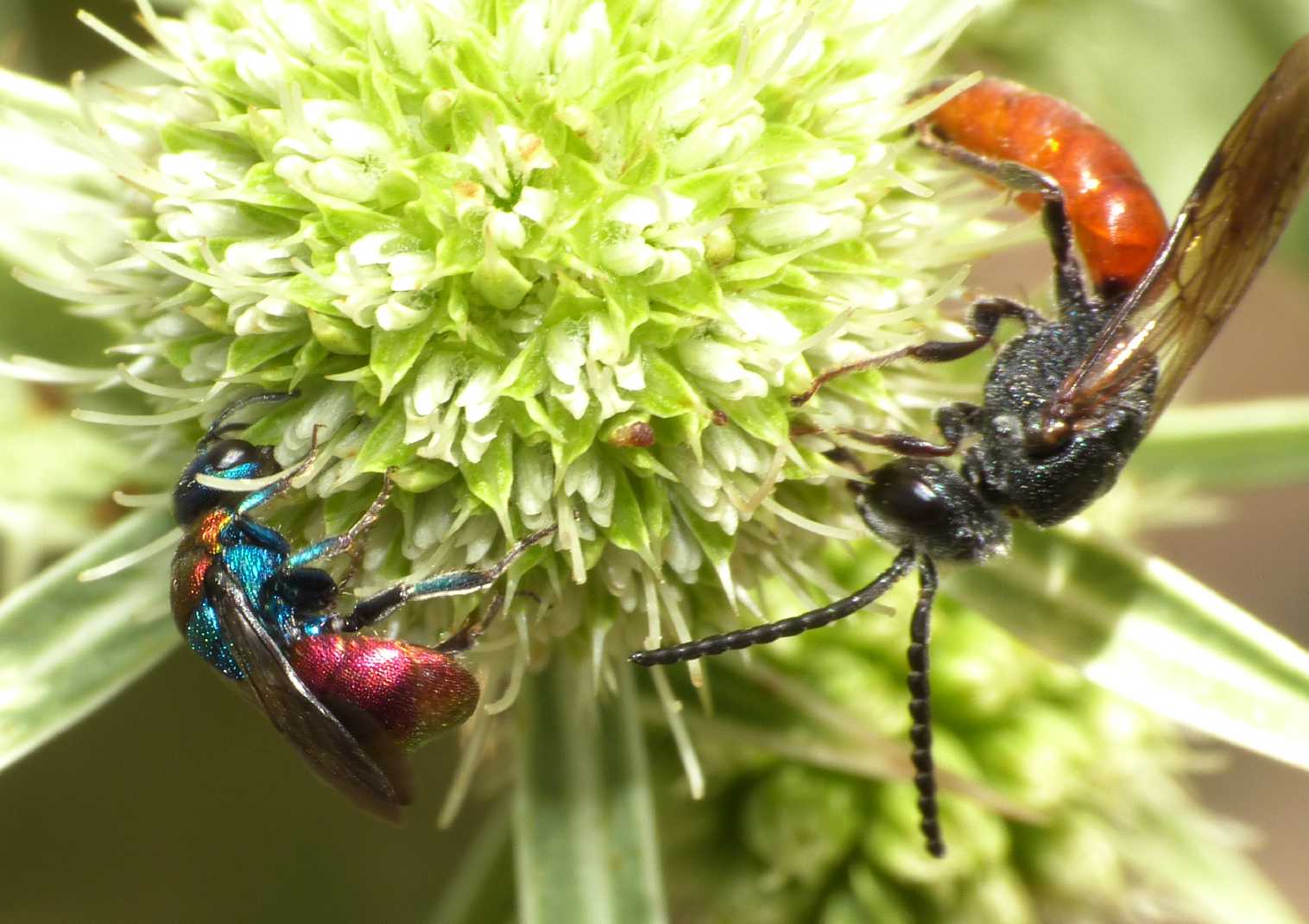 Piccoli Chrysididae